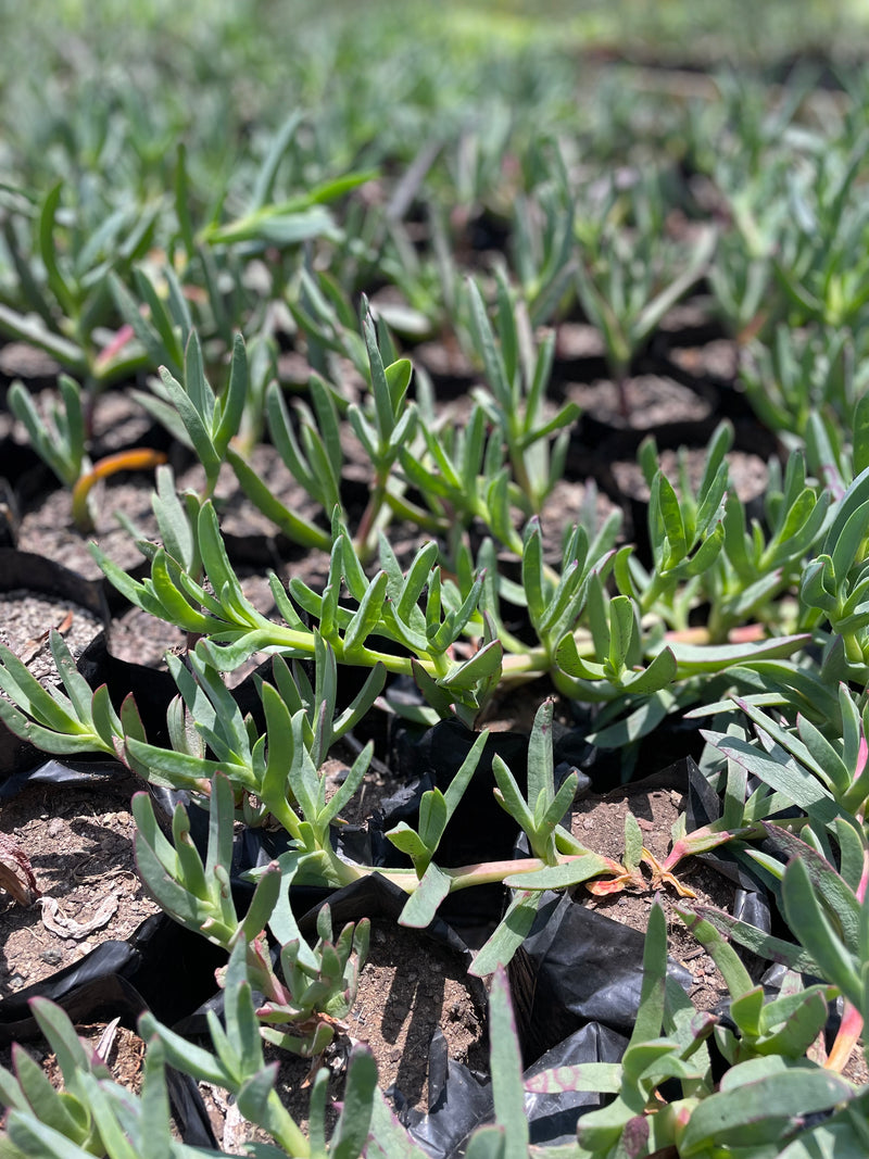 Doca (Carpobrotus aequilterus)