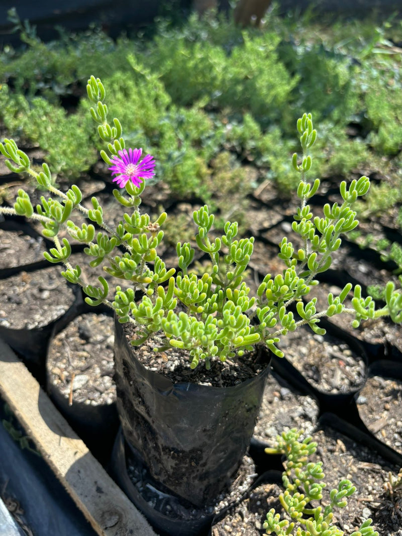 Doquilla (Lampranthus roseus)