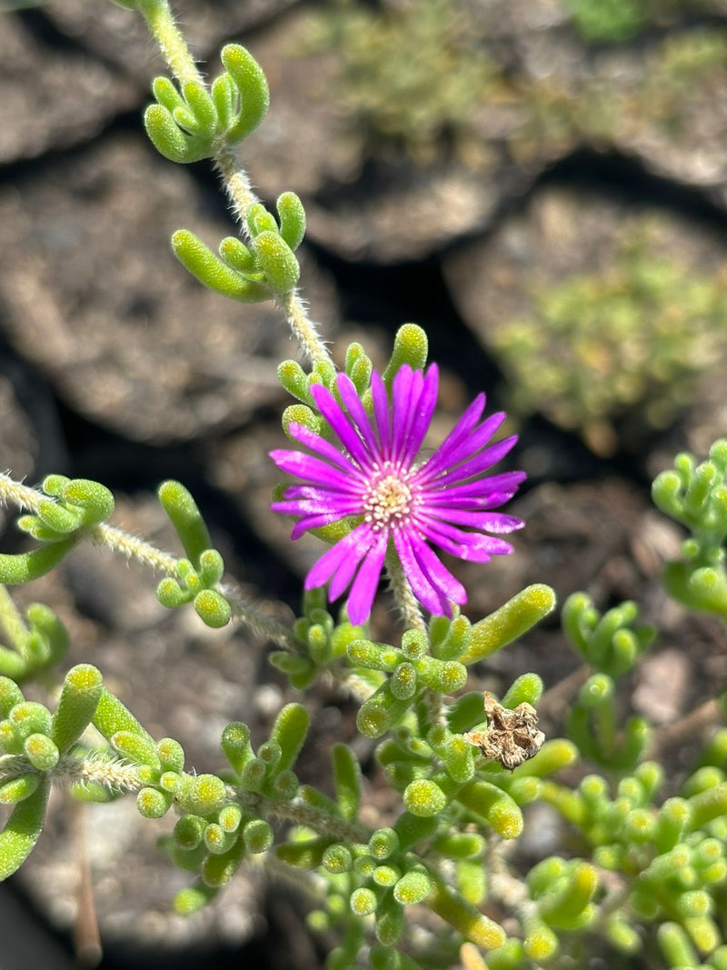 Doquilla (Lampranthus roseus)