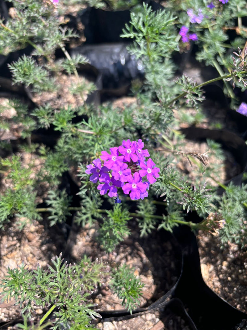 Verbena (Glandularia berteroi)